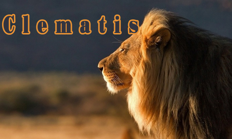 Pictures with names Clematis Pictures with names Clematis