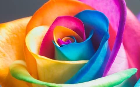 Button multicolored roses