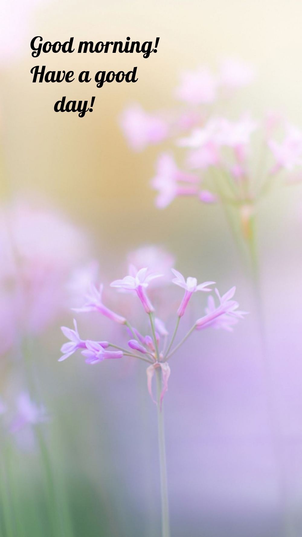 Pictures with names Good morning Pictures with names Good morning