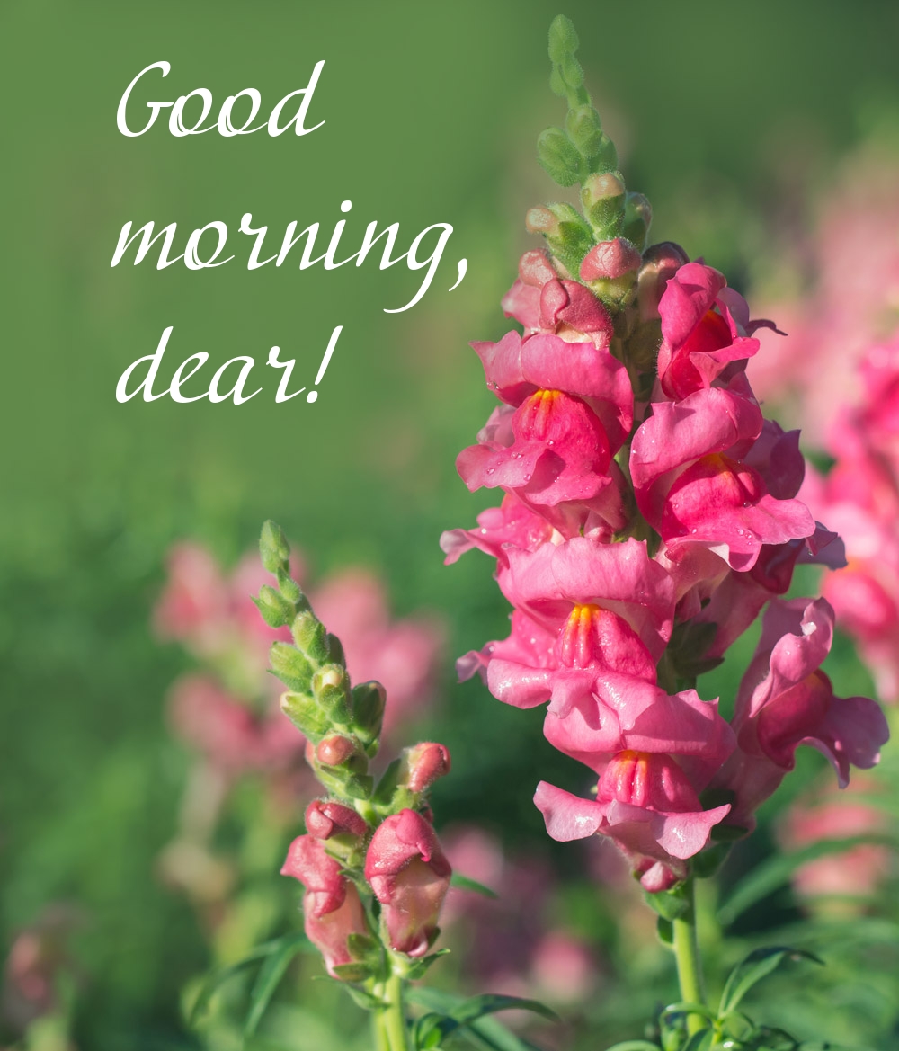 Pictures with names Good morning Pictures with names Good morning