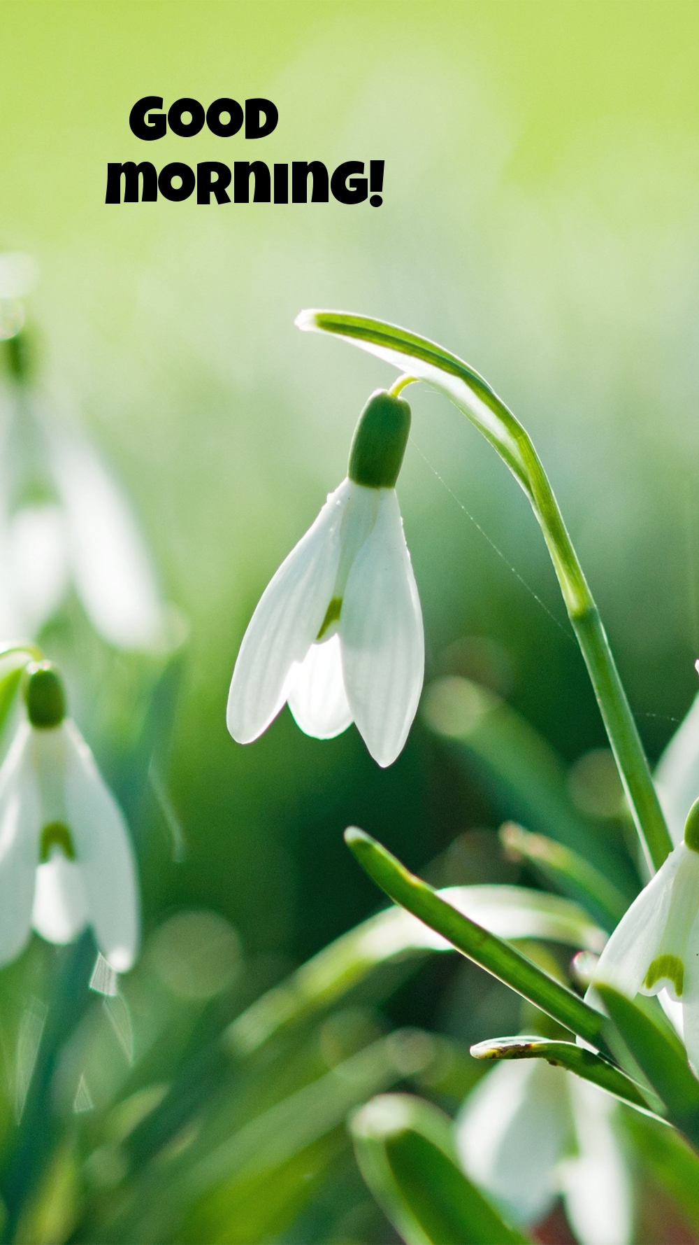 Pictures with names Good morning Pictures with names Good morning