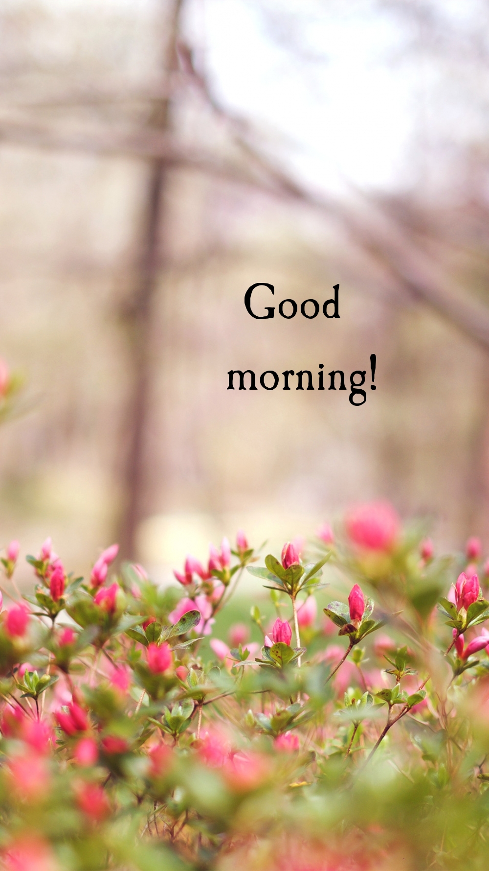 Pictures with names Good morning Pictures with names Good morning