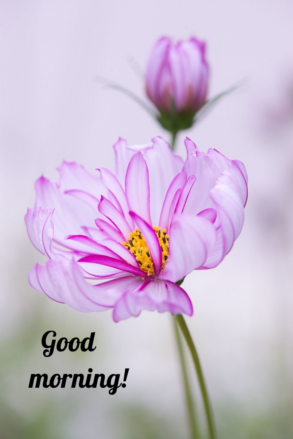 Pictures with names Good morning Pictures with names Good morning