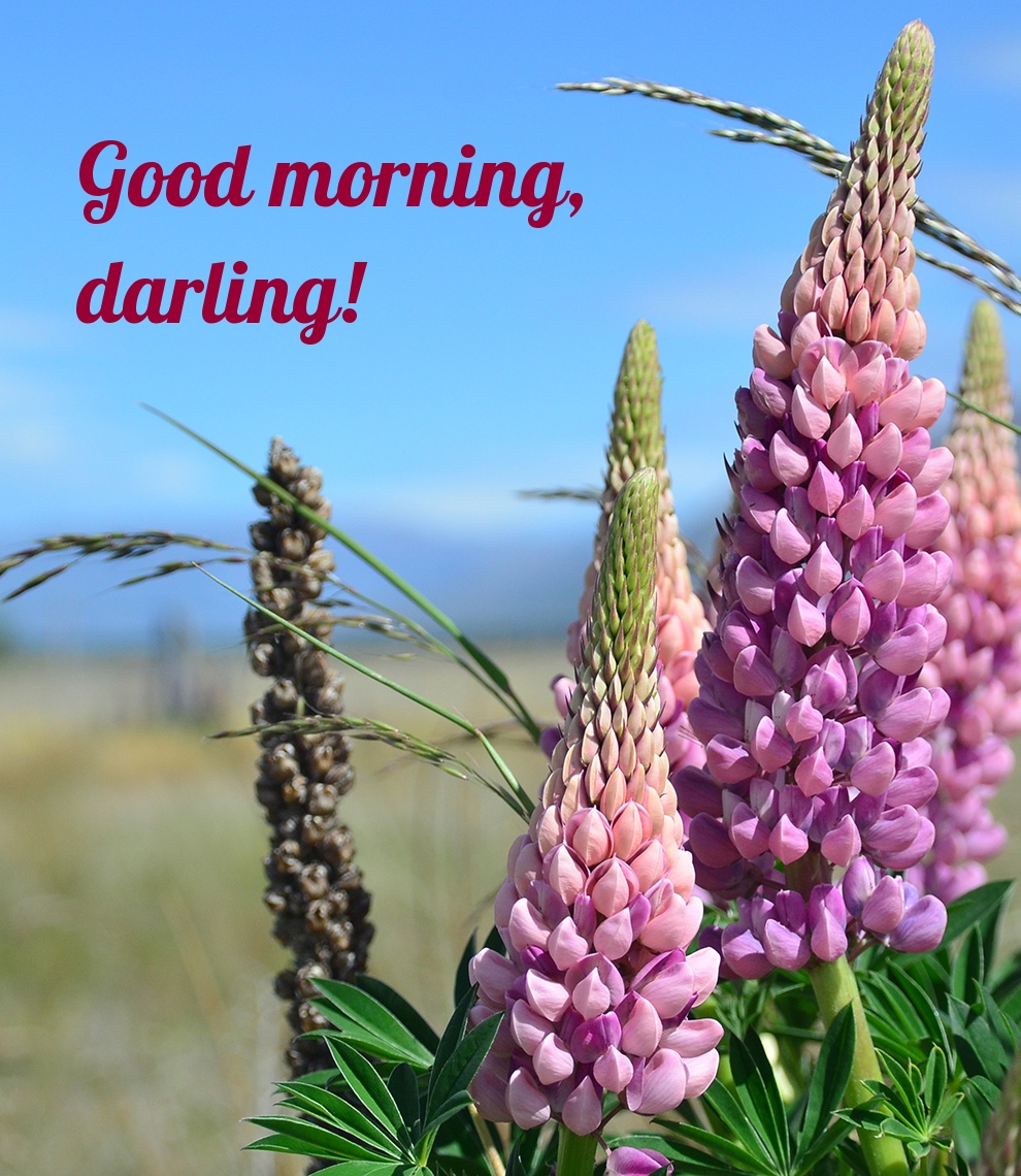 Pictures with names Good morning Pictures with names Good morning