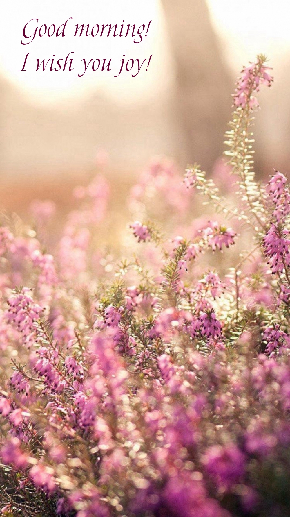 Pictures with names Good morning Pictures with names Good morning