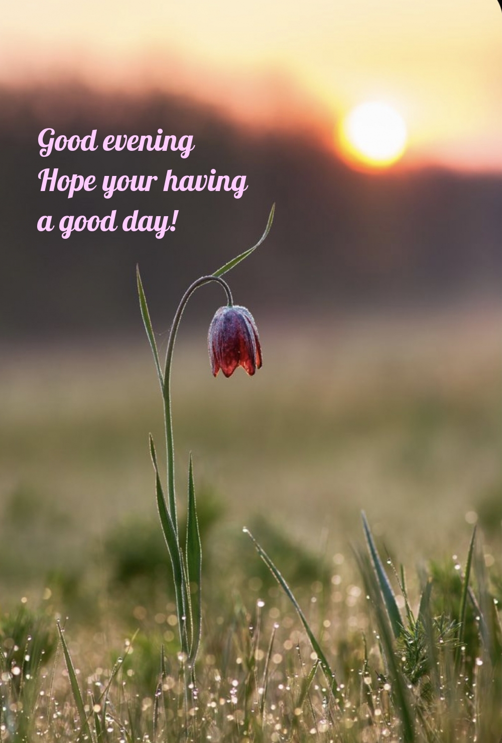 Pictures with names Good evening Pictures with names Good evening