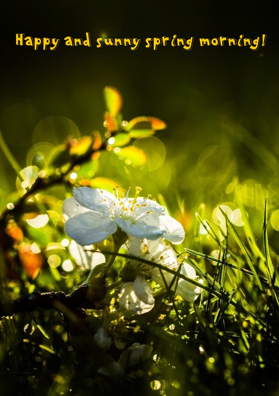 Pictures with names Good spring morning Pictures with names Good spring morning