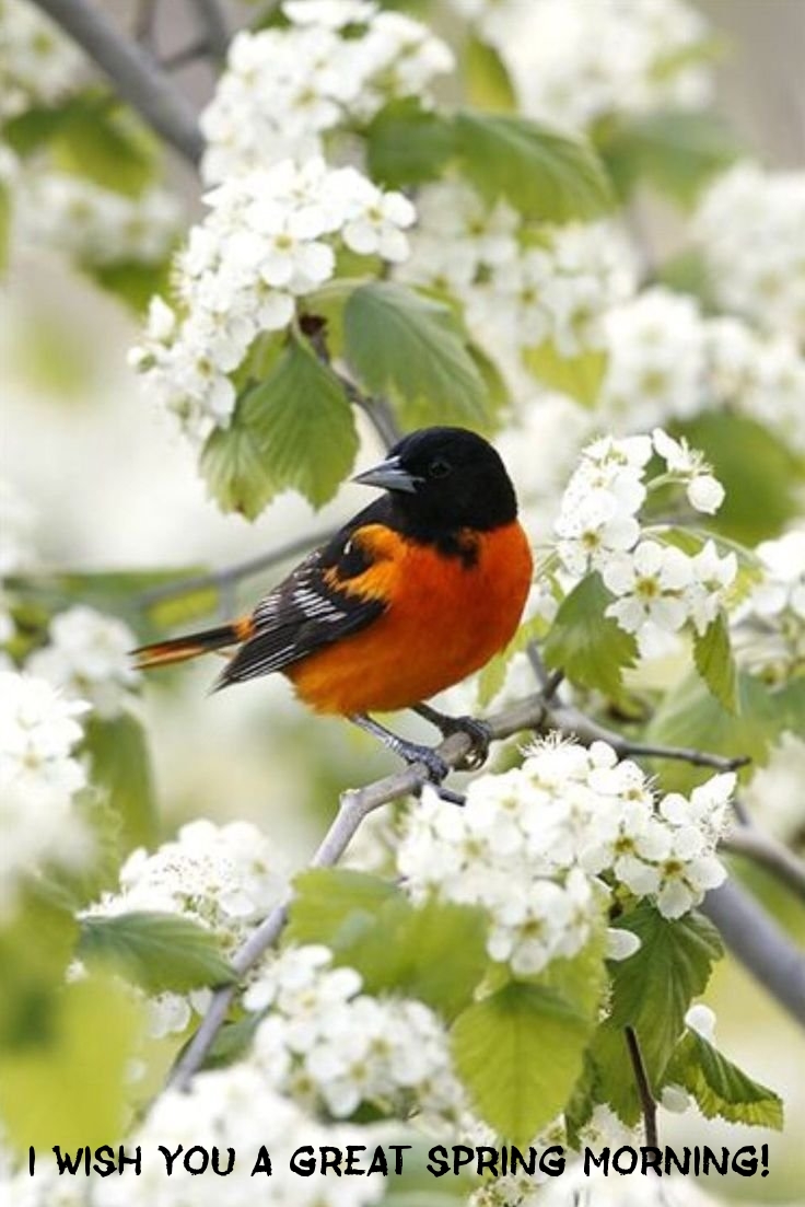 Pictures with names Good spring morning Pictures with names Good spring morning