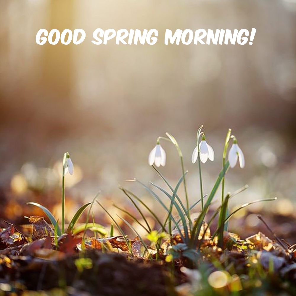 Pictures with names Good spring morning Pictures with names Good spring morning