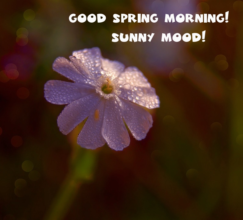 Pictures with names Good spring morning Pictures with names Good spring morning