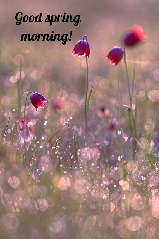 Pictures with names Good spring morning Pictures with names Good spring morning