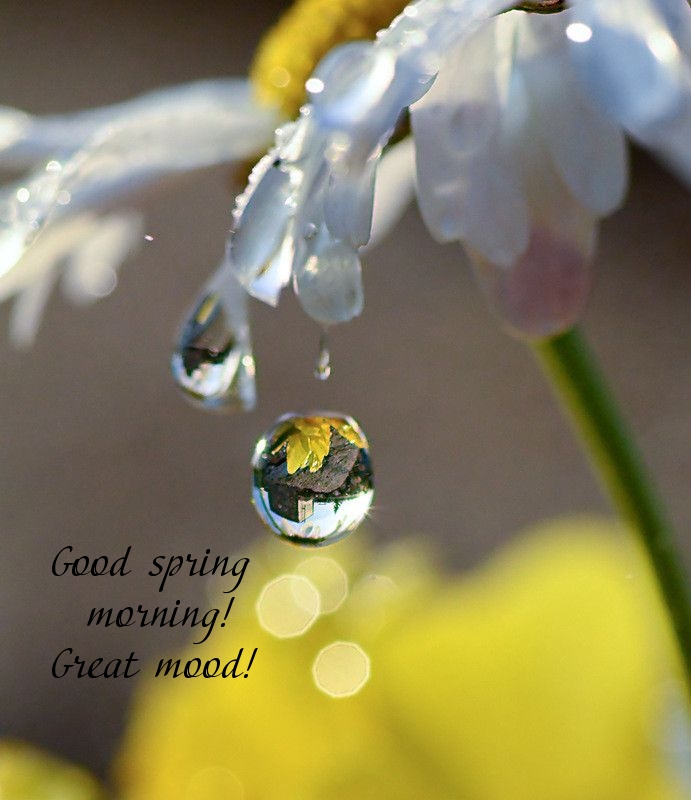 Pictures with names Good spring morning Pictures with names Good spring morning