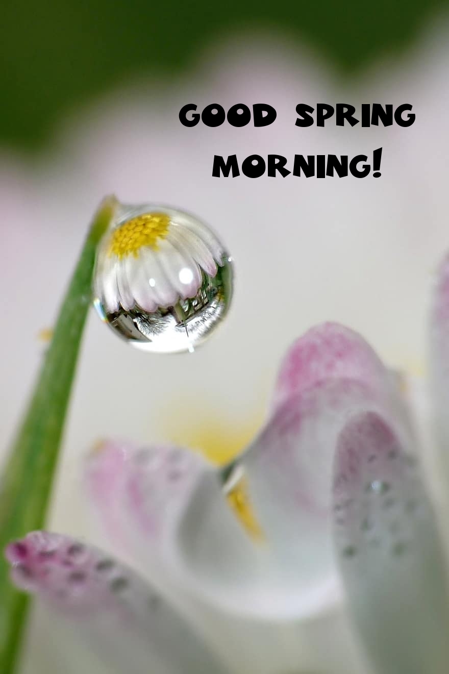 Pictures with names Good spring morning Pictures with names Good spring morning