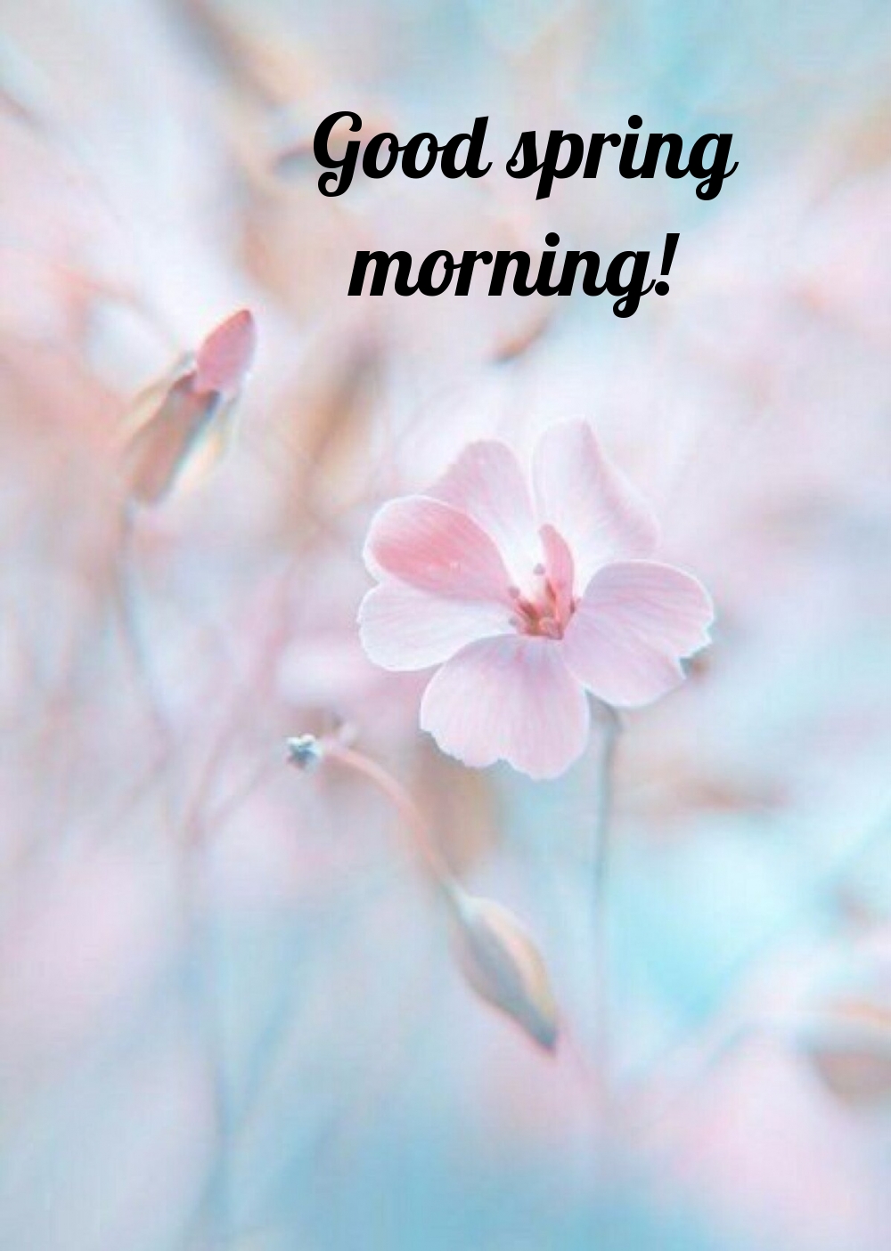 Pictures with names Good spring morning Pictures with names Good spring morning