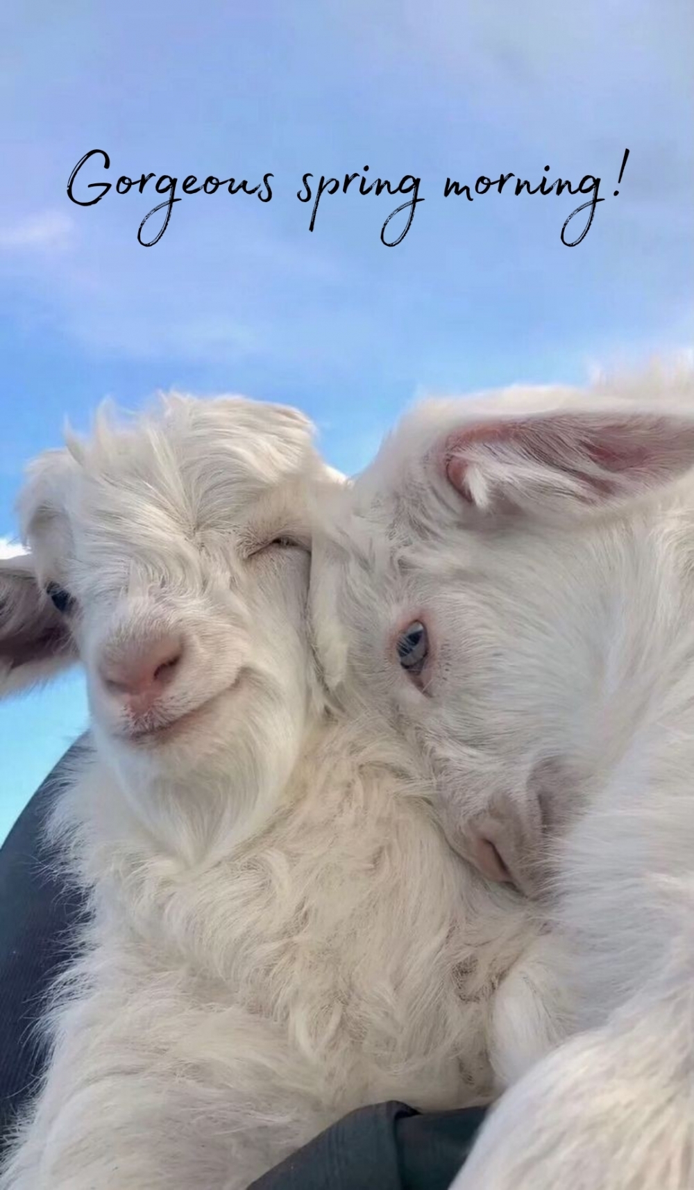 Pictures with names Good spring morning Pictures with names Good spring morning