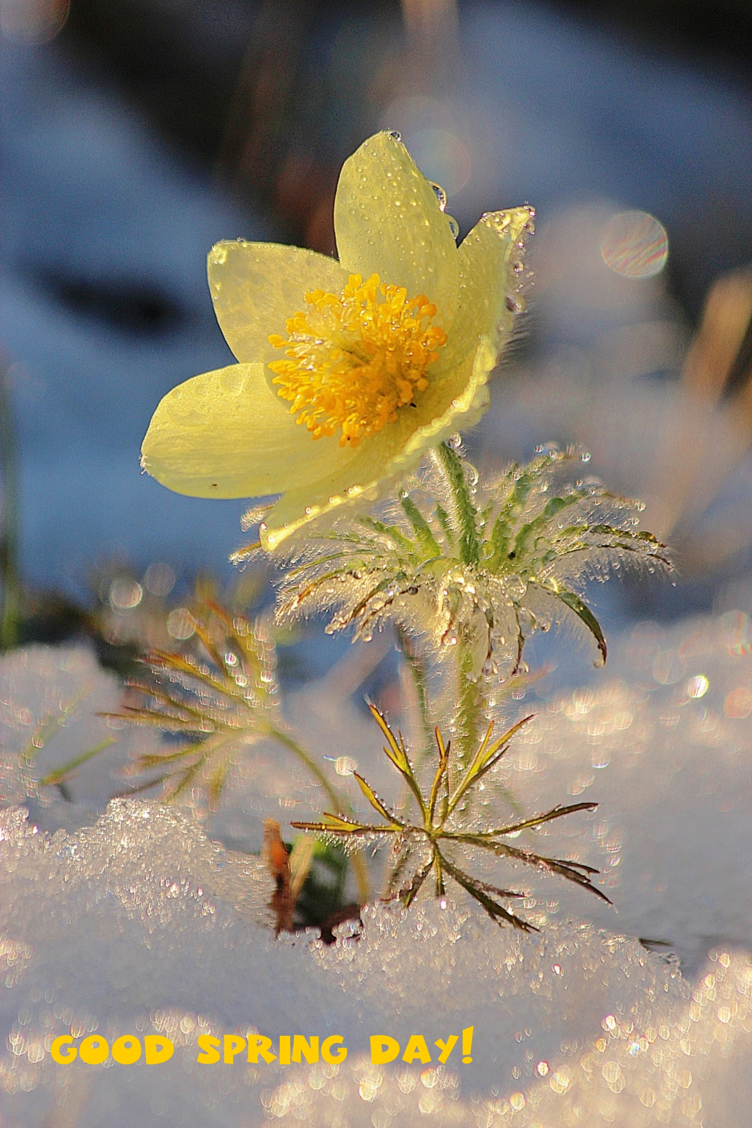 Pictures with names Good spring day Pictures with names Good spring day
