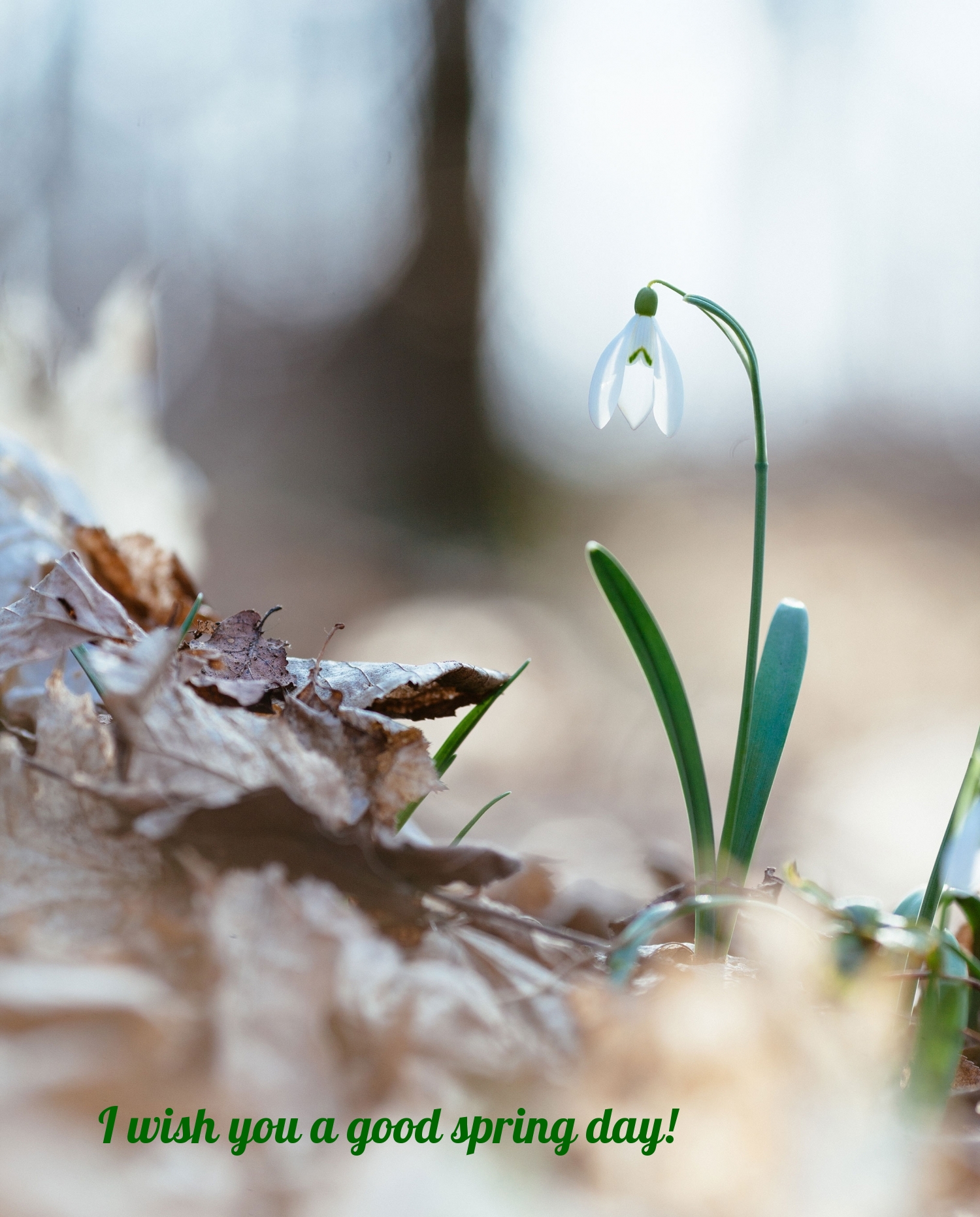 Pictures with names Good spring day Pictures with names Good spring day