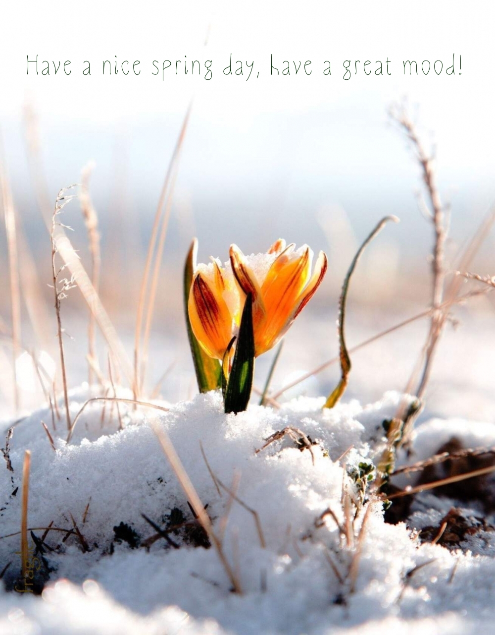 Pictures with names Good spring day Pictures with names Good spring day