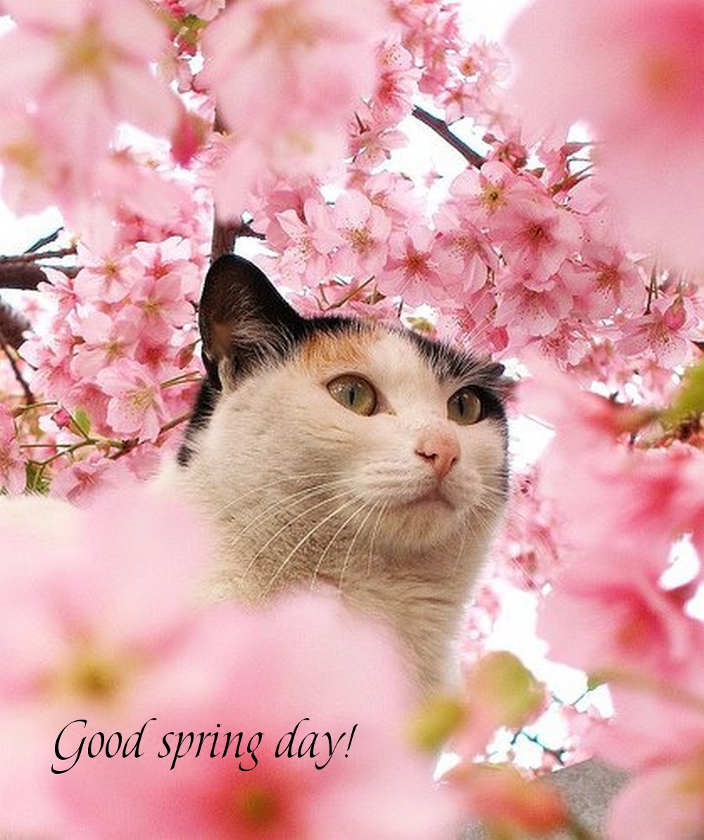 Pictures with names Good spring day Pictures with names Good spring day