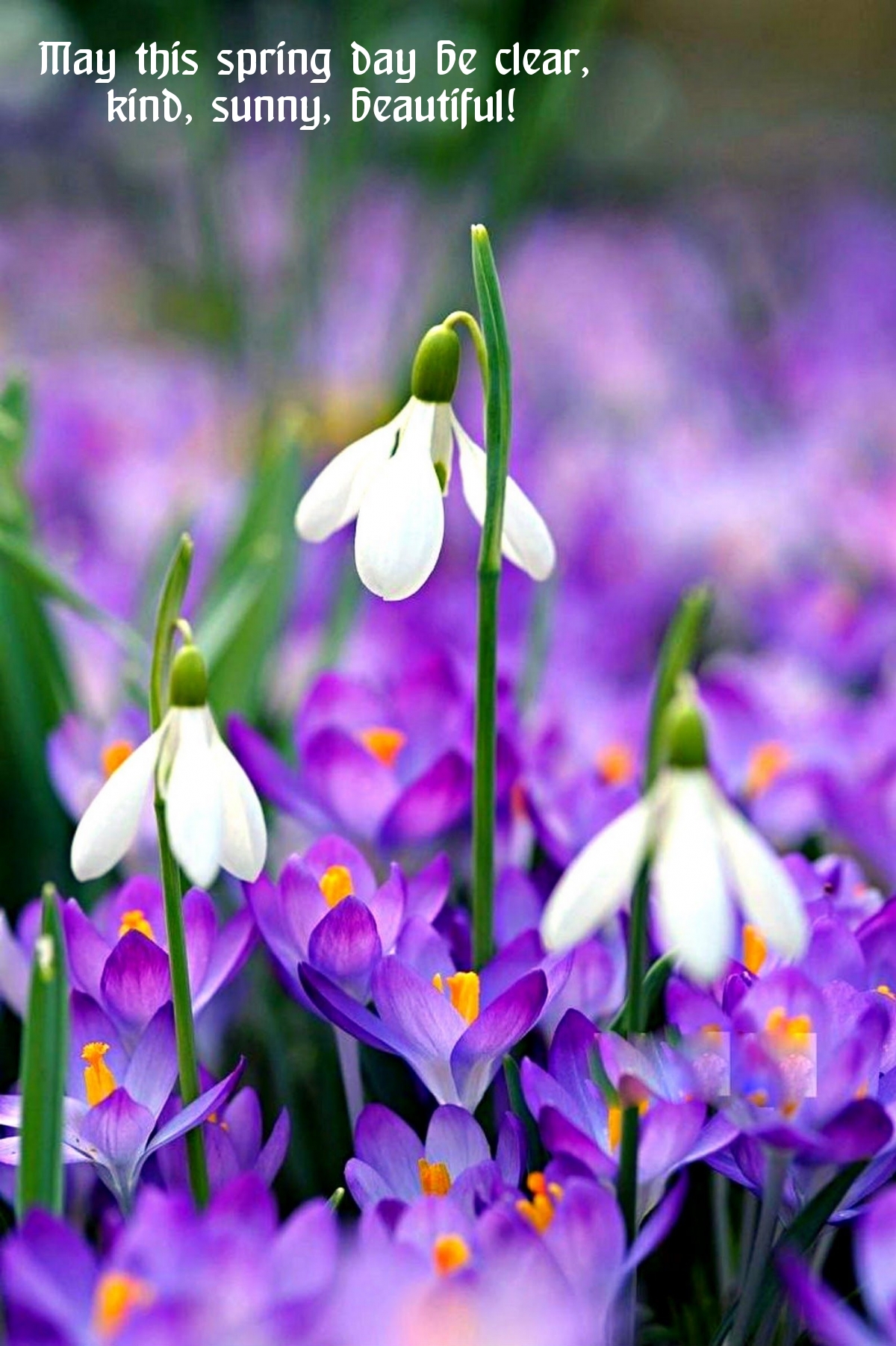 Pictures with names Good spring day Pictures with names Good spring day