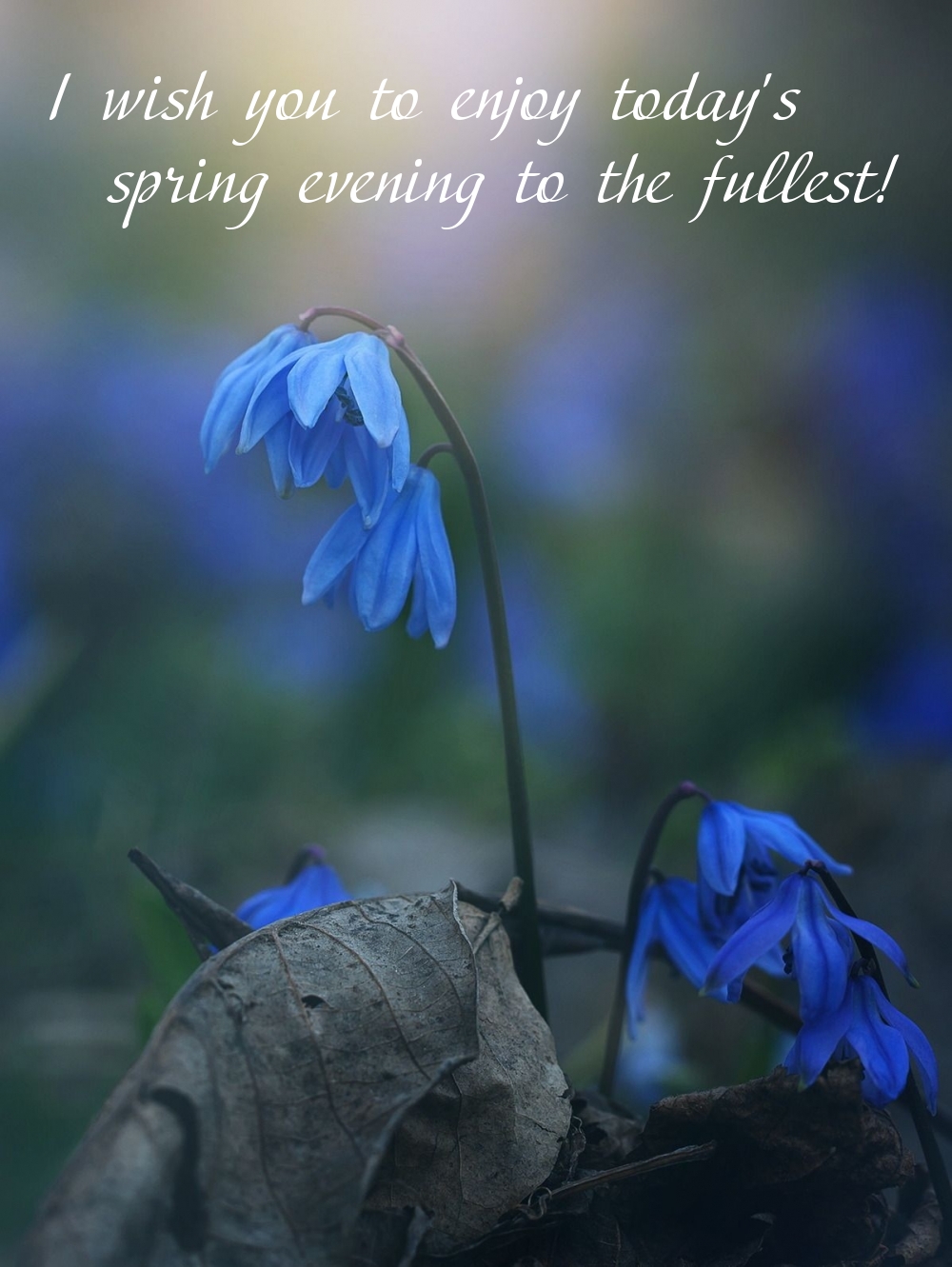 Pictures with names Good spring evening Pictures with names Good spring evening