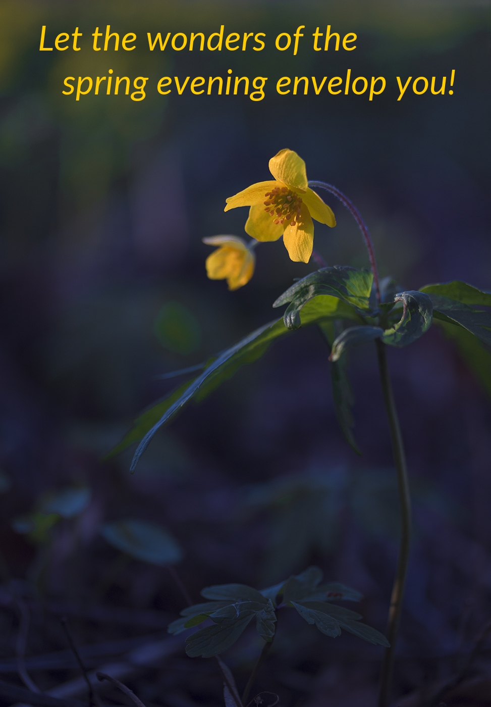 Pictures with names Good spring evening Pictures with names Good spring evening
