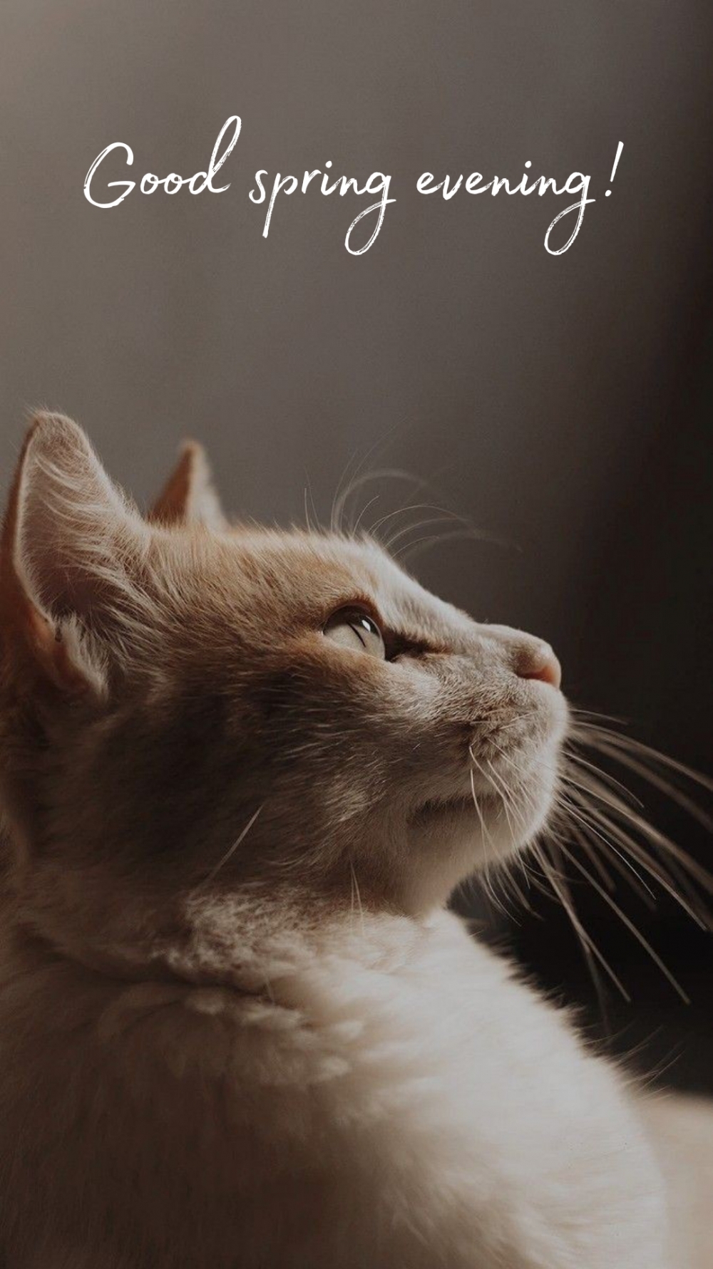 Pictures with names Good spring evening Pictures with names Good spring evening