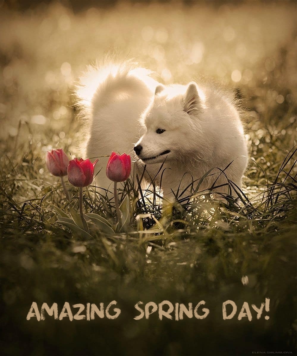 Pictures with names Good spring day Pictures with names Good spring day