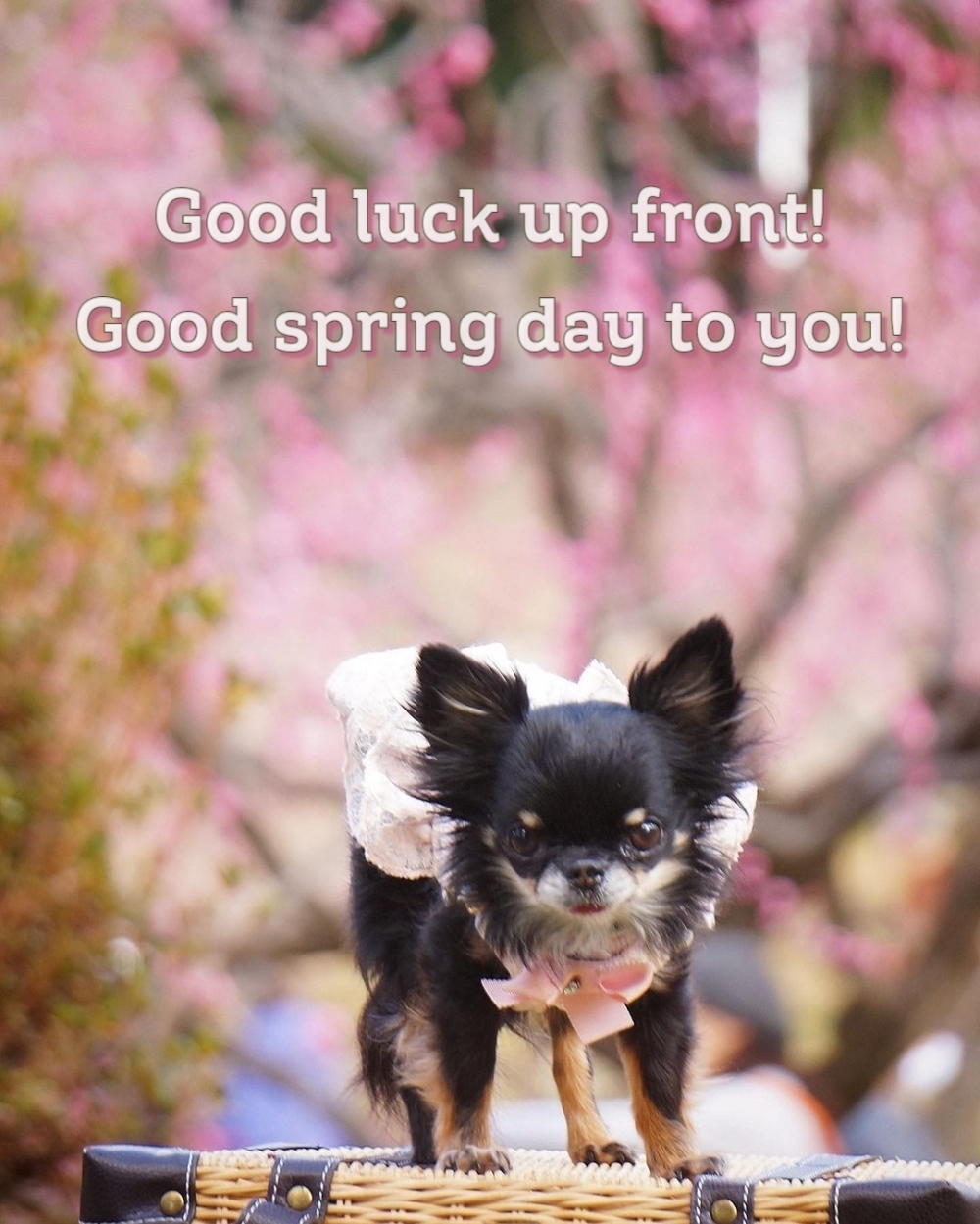 Pictures with names Good spring day Pictures with names Good spring day