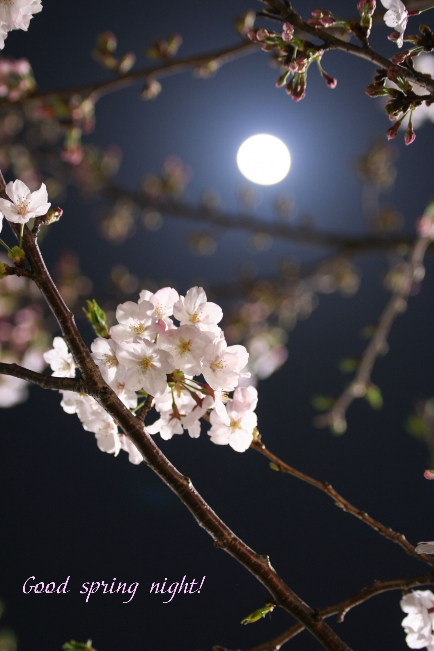 Pictures with names Good spring night Pictures with names Good spring night