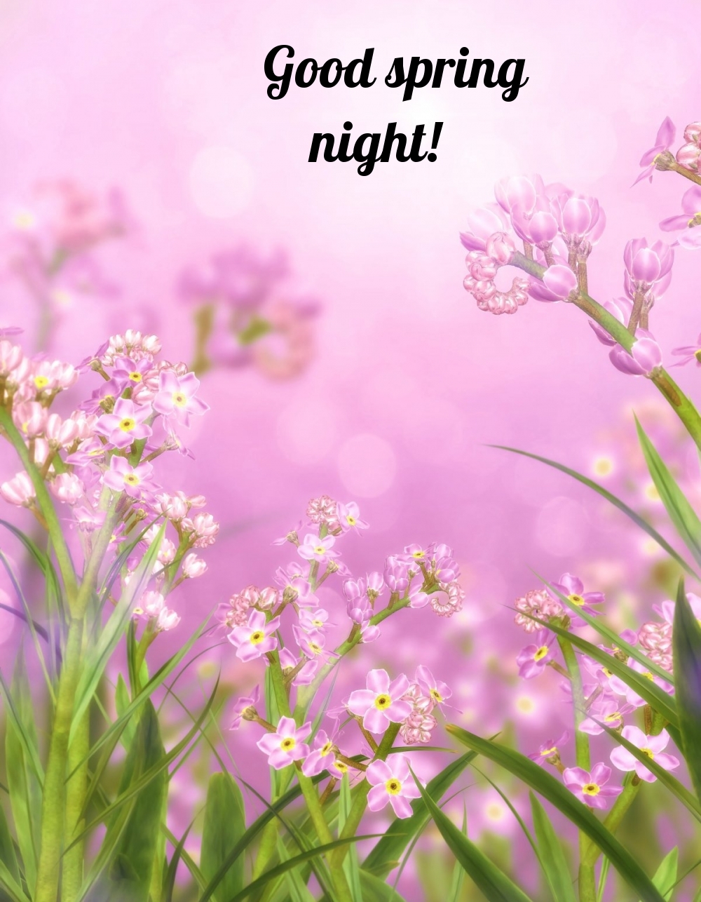 Pictures with names Good spring night Pictures with names Good spring night