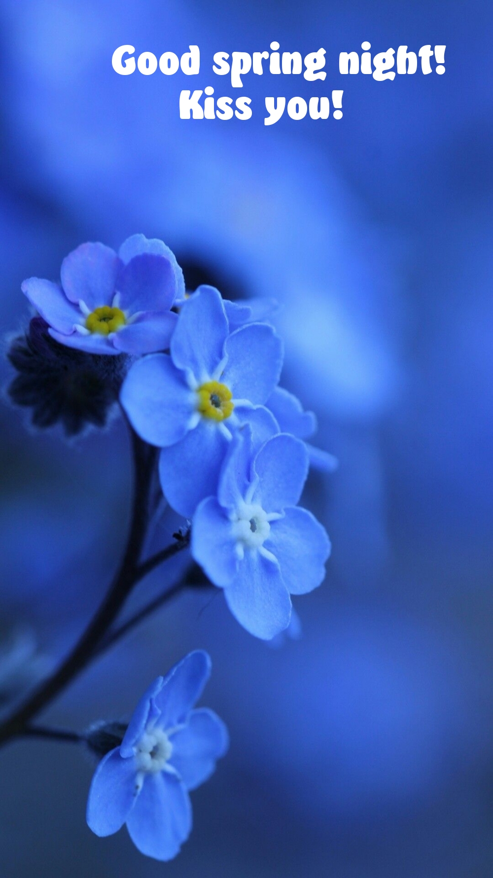 Pictures with names Good spring night Pictures with names Good spring night