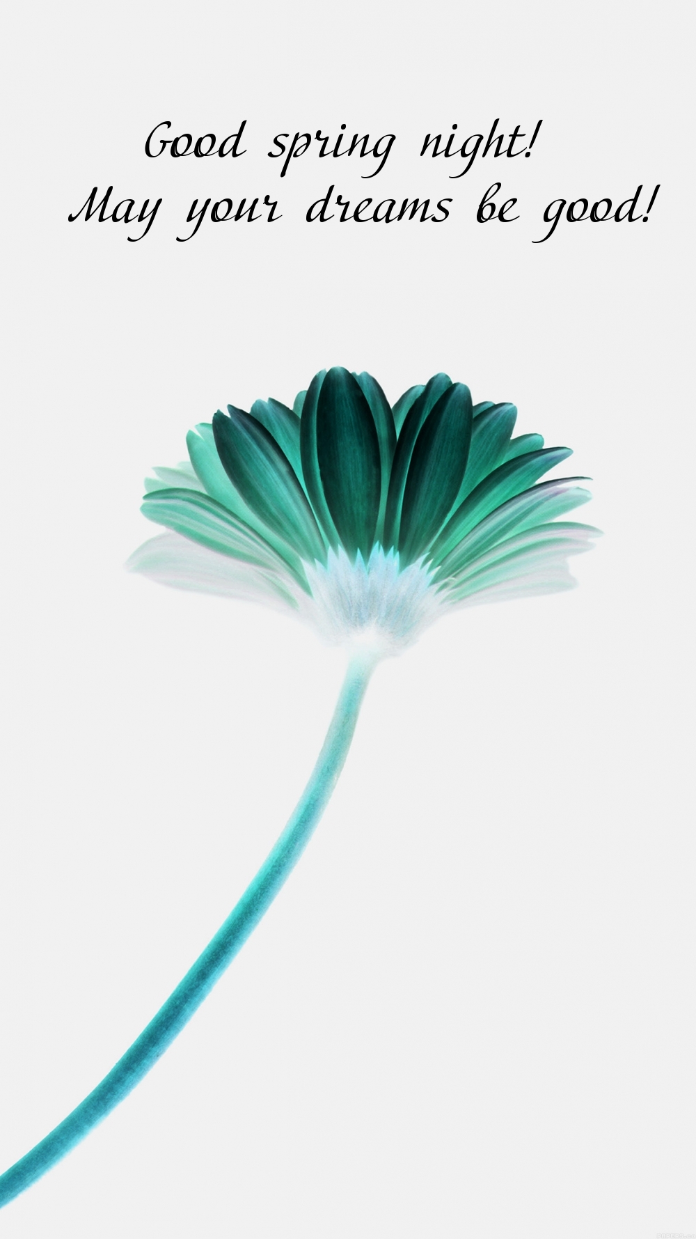 Pictures with names Good spring night Pictures with names Good spring night