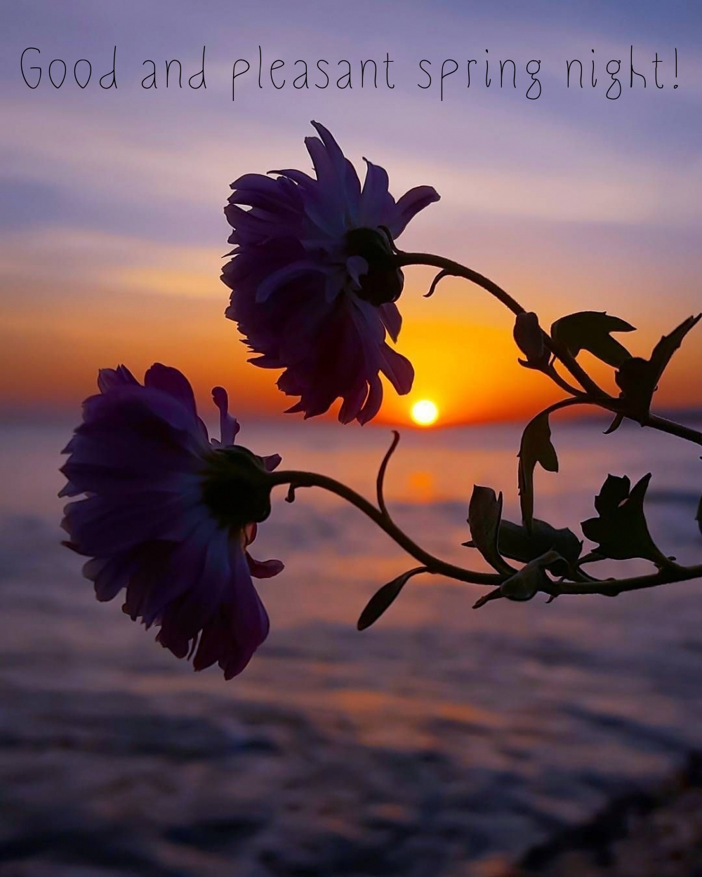 Pictures with names Good spring night Pictures with names Good spring night