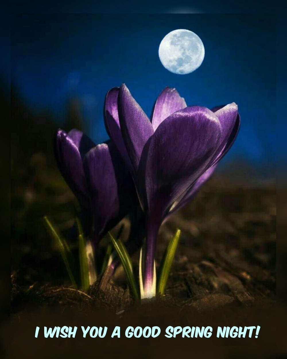 Pictures with names Good spring night Pictures with names Good spring night