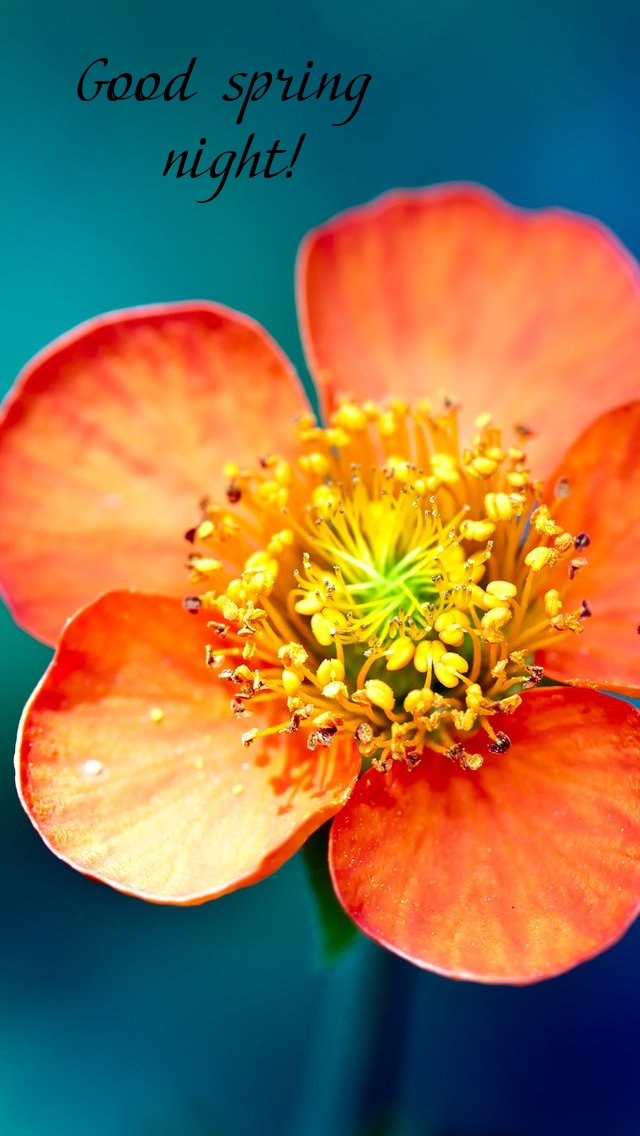 Pictures with names Good spring night Pictures with names Good spring night