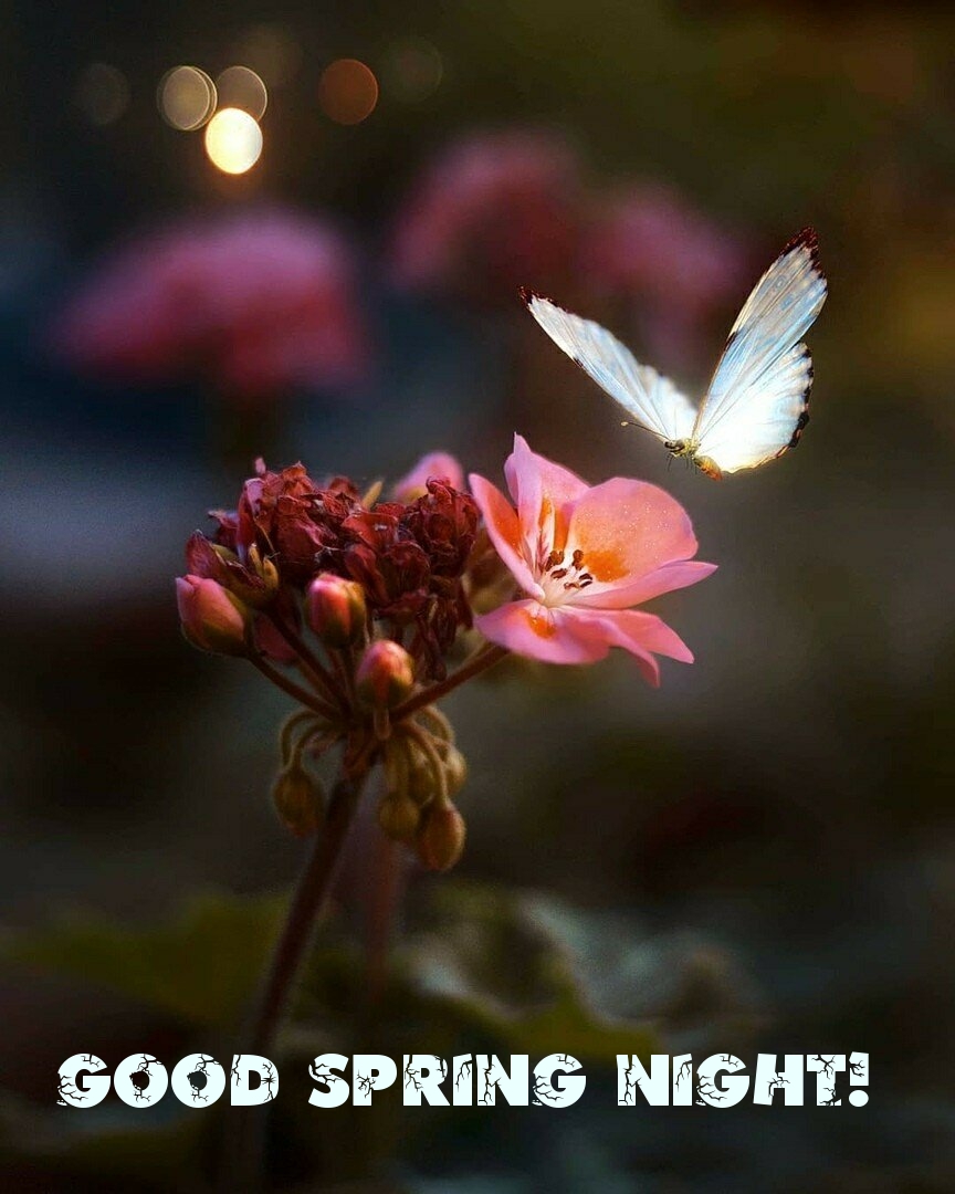 Pictures with names Good spring night Pictures with names Good spring night