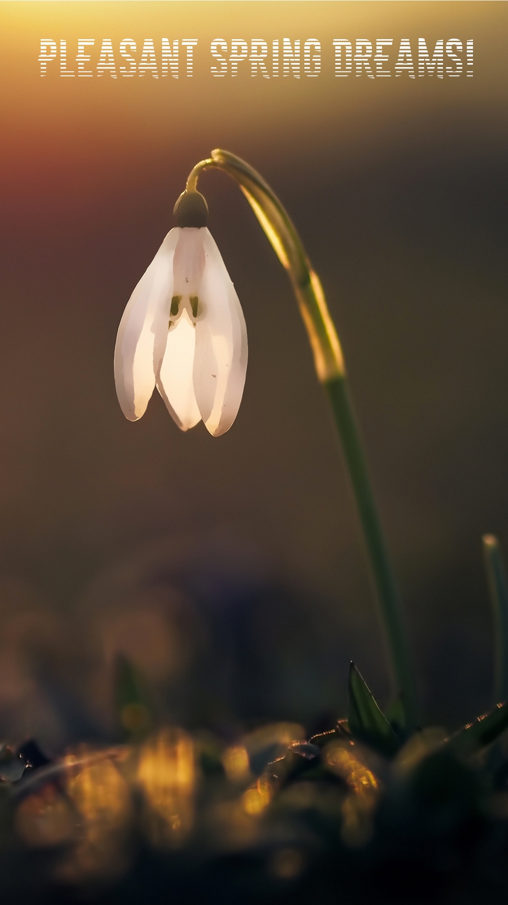 Pictures with names Good spring night Pictures with names Good spring night