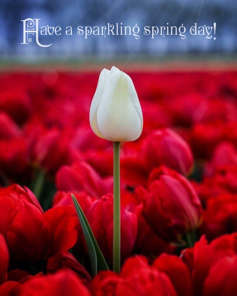 Pictures with names Good spring day Pictures with names Good spring day