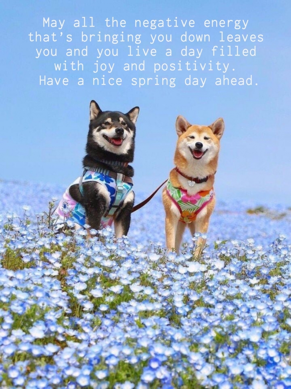 Pictures with names Good spring day Pictures with names Good spring day