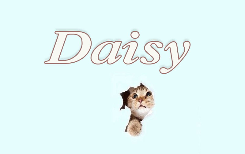 Pictures with name Daisy.