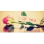 I love You - Pictures Rose